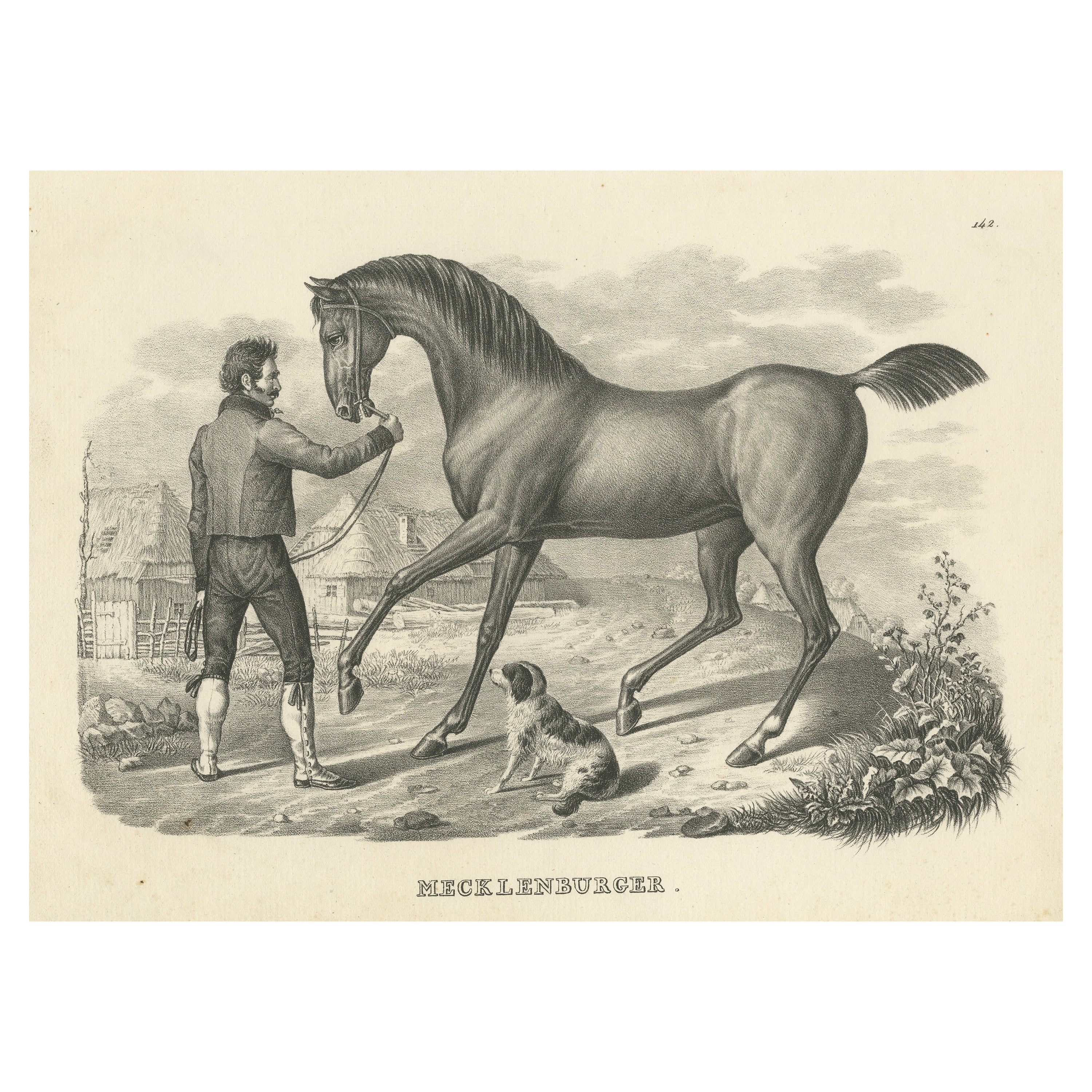 Antique Print of a Mecklenburger Horse For Sale