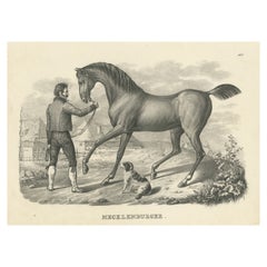 Antique Print of a Mecklenburger Horse