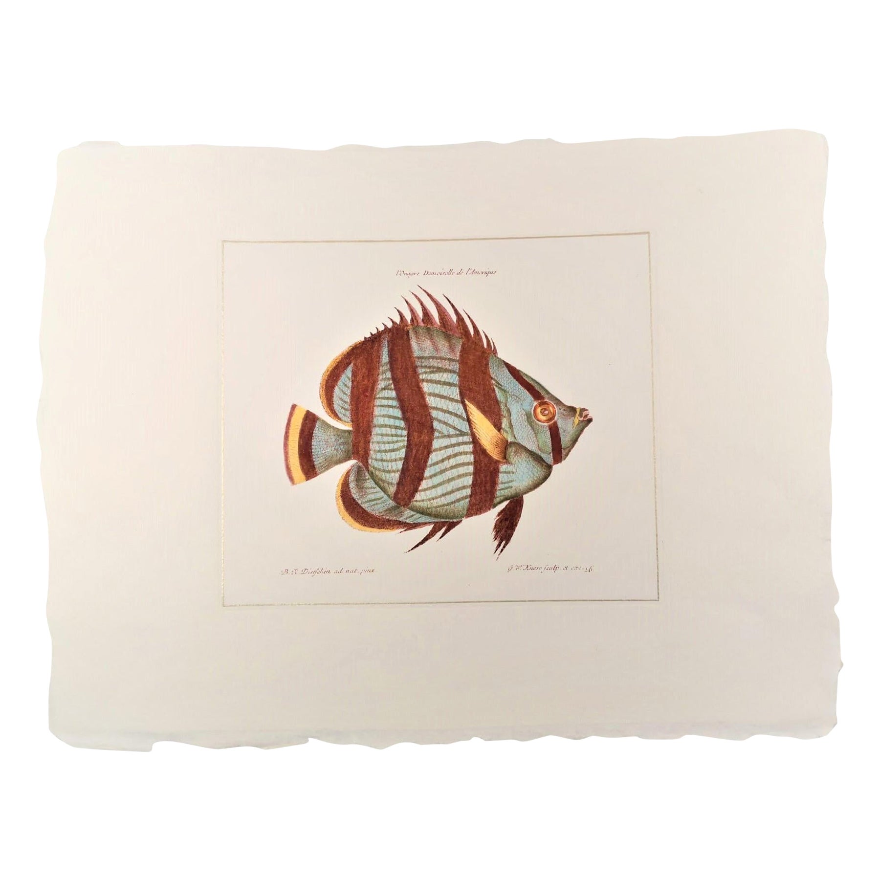 Contemporary Italian Handcolored Print, Collection "Marina Fish" 1 of 2