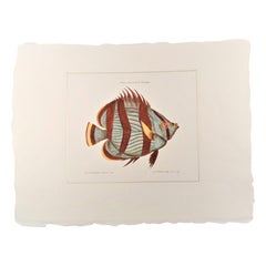 Collection « Marine Fish », imprimé italien contemporain coloré à la main, 1 de 2