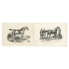 Set of 2 Original Antique Prints of English Horses