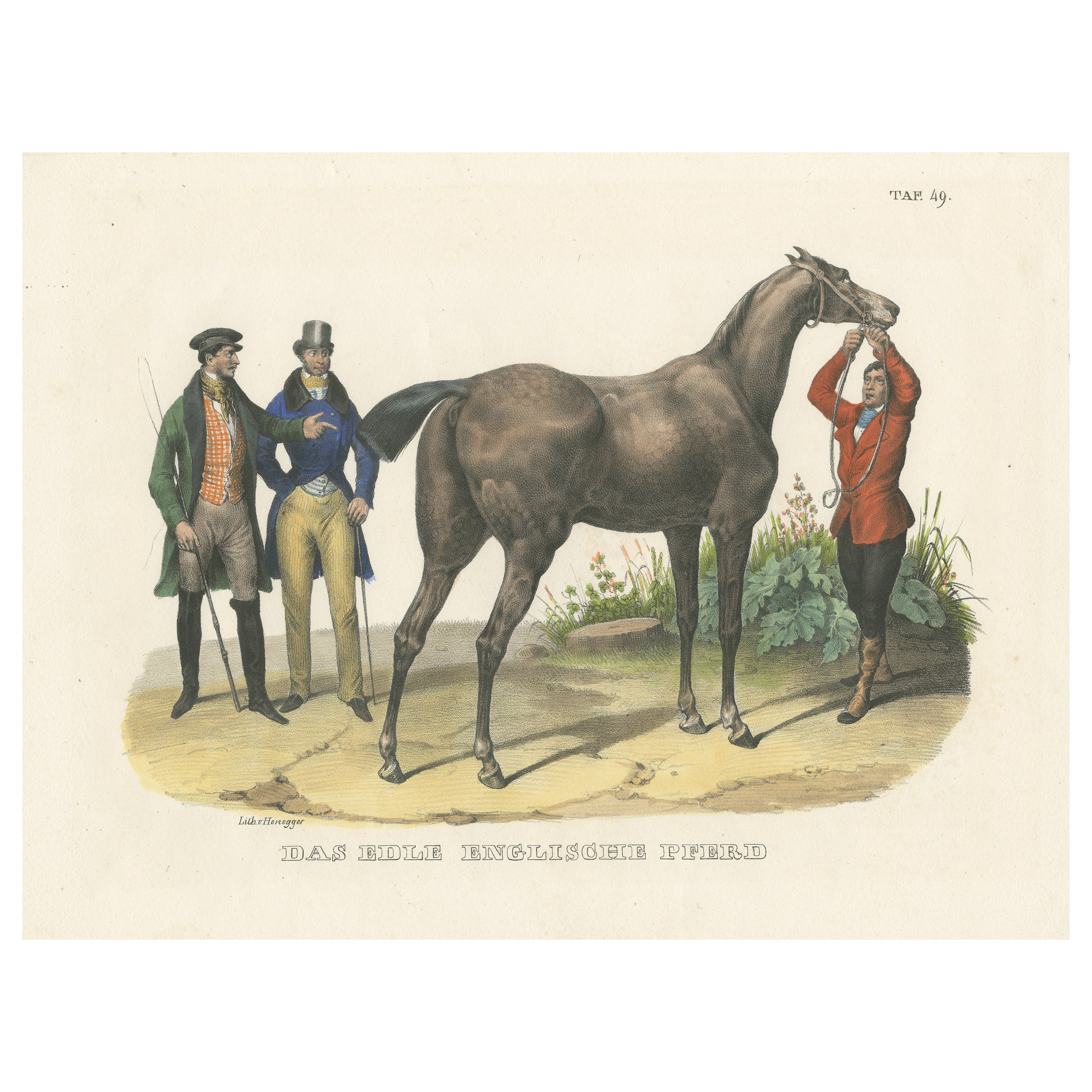 Impression ancienne colorée à la main d'un cheval anglais