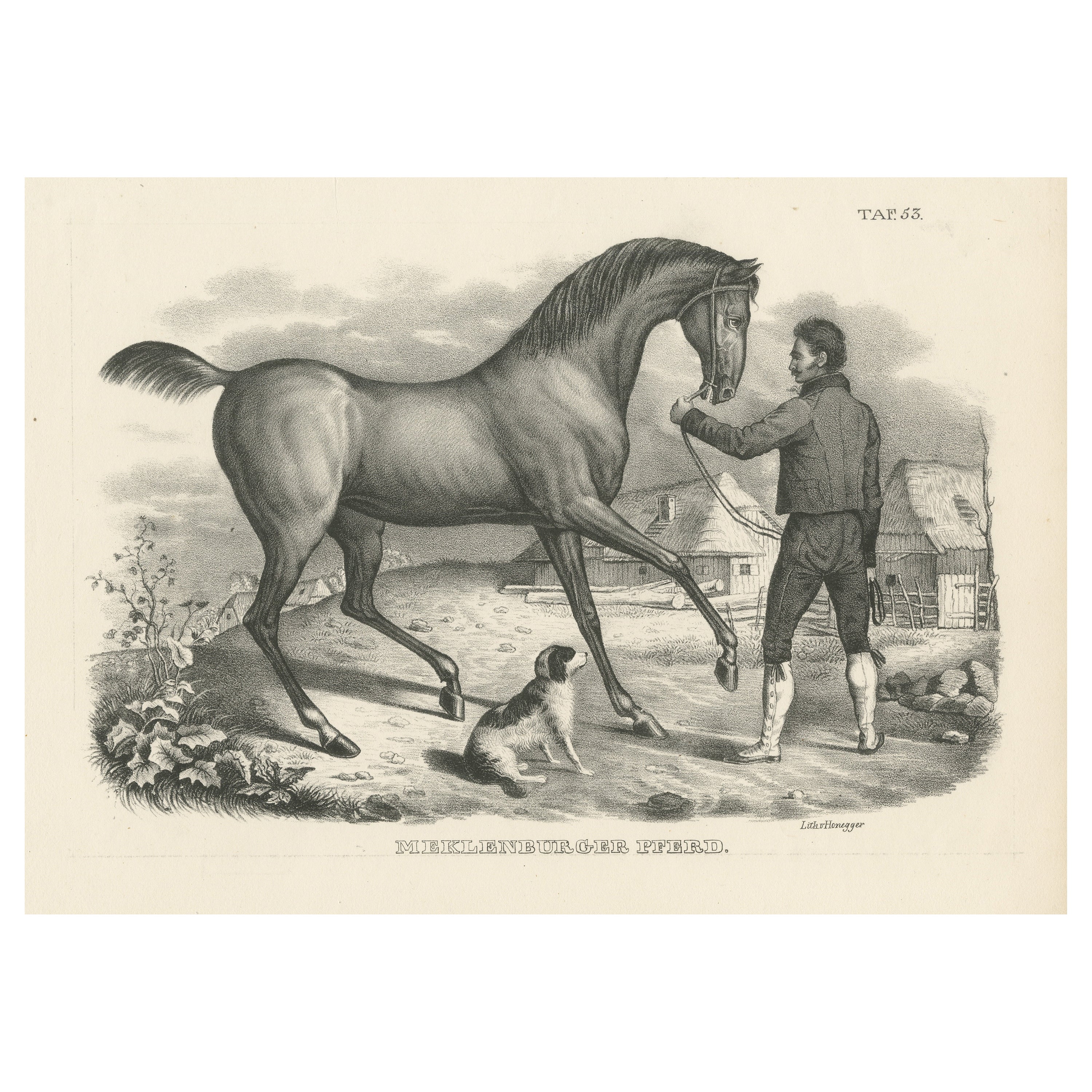 Stampa antica originale di un cavallo del Meclemburgo
