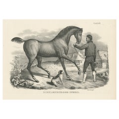 Stampa antica originale di un cavallo del Meclemburgo