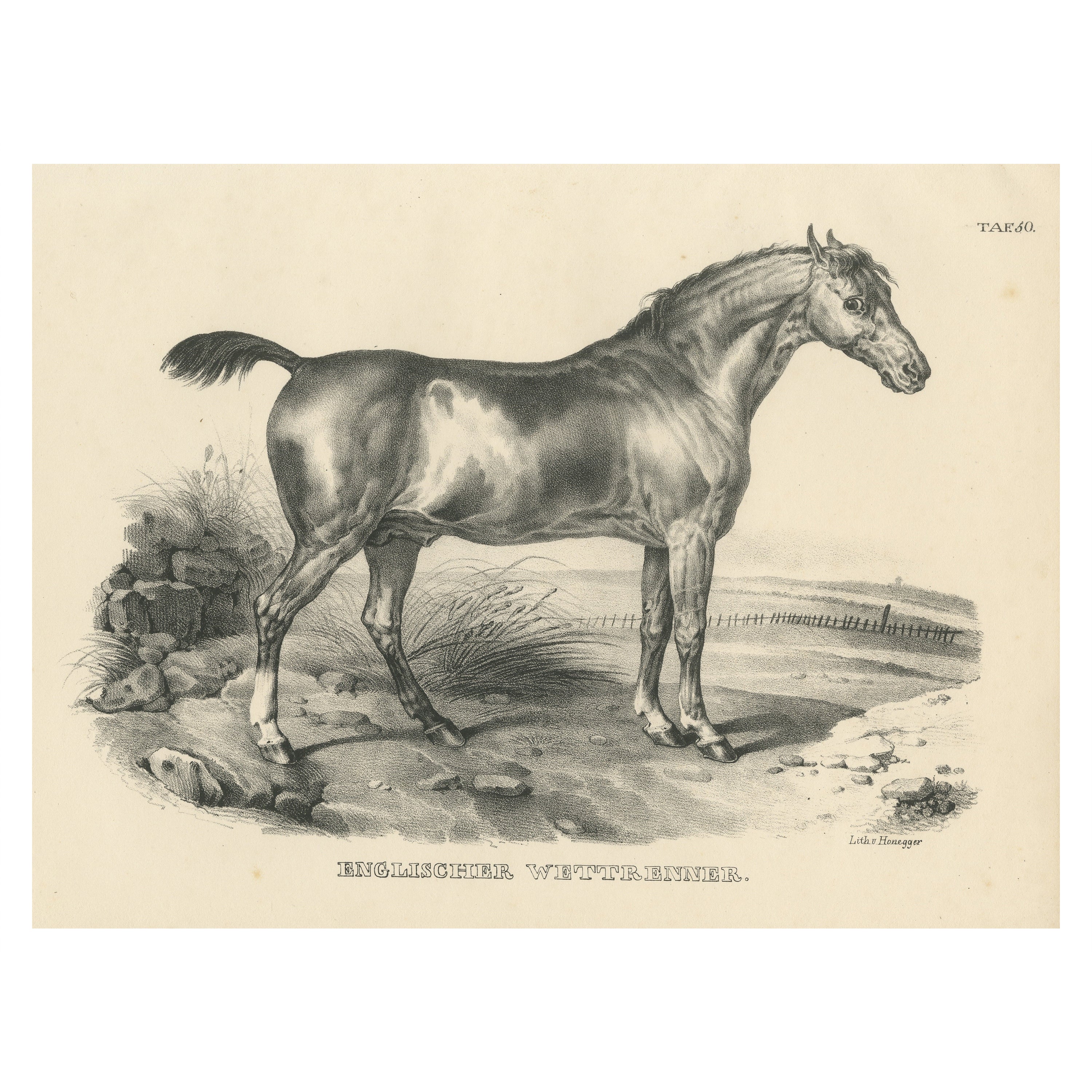 Impression originale et ancienne d'un cheval de course anglais