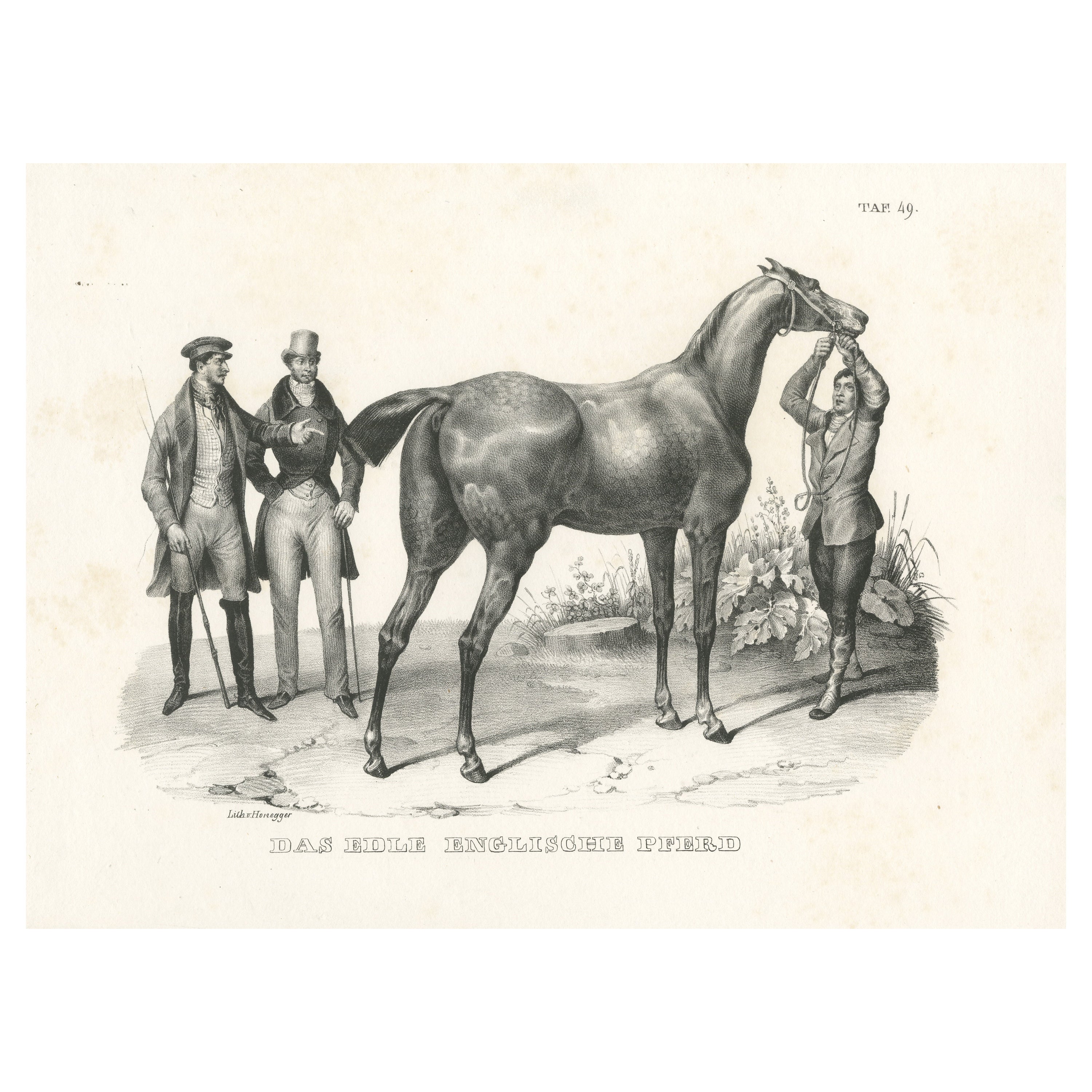 Original Antique Print of an English Horse For Sale