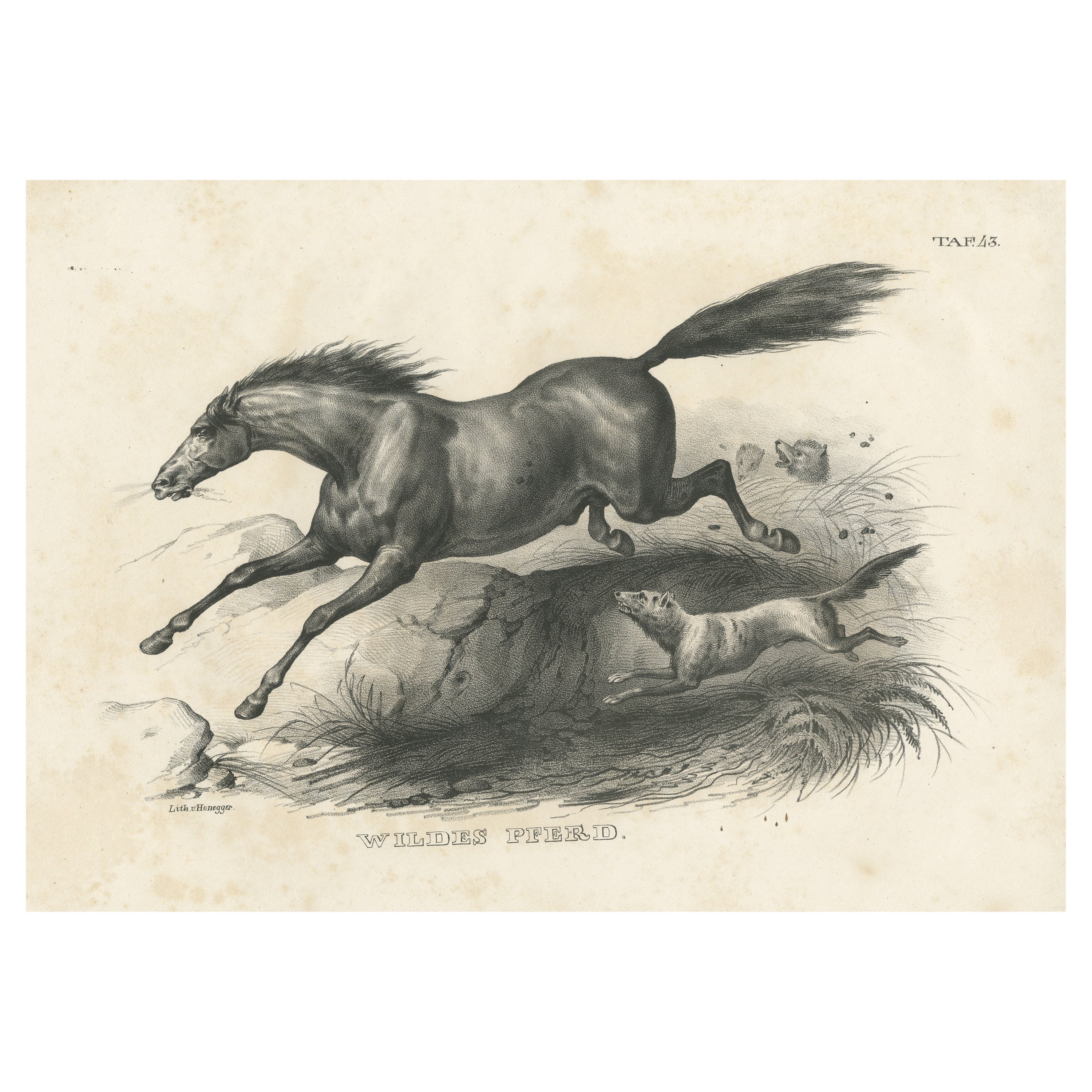 Original Antique Print of a Wild Horse