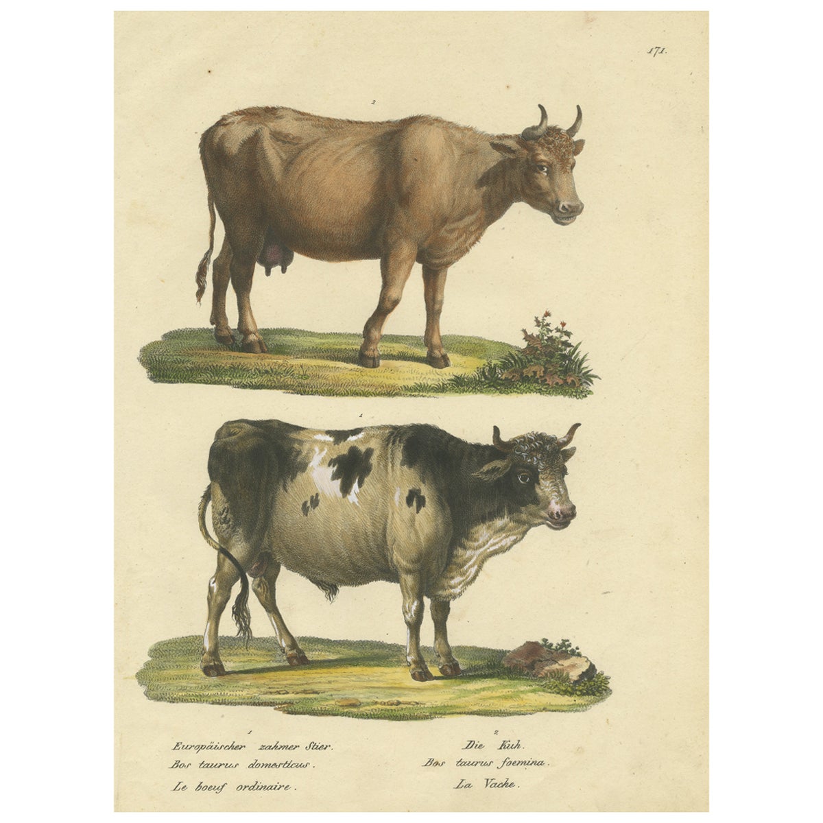 Antiker handkolorierter Druck eines europäischen Stiers und einer Kuh im Angebot