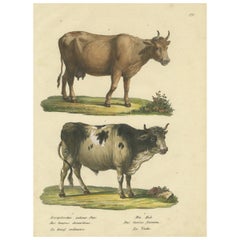 Antiker handkolorierter Druck eines europäischen Stiers und einer Kuh