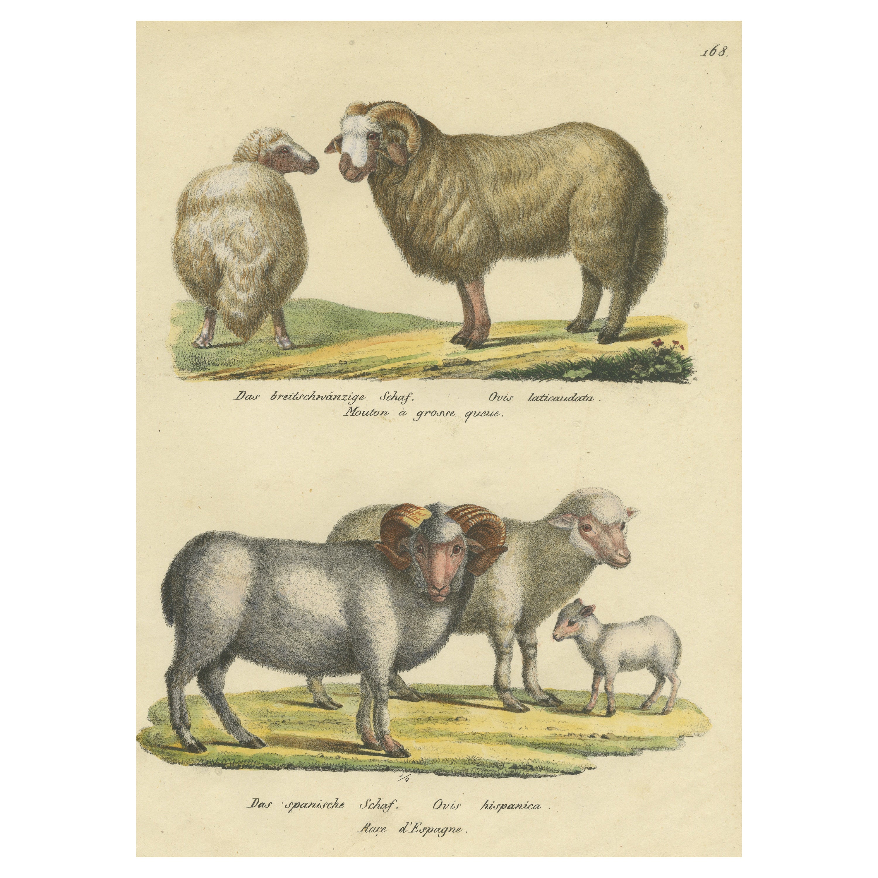Impression ancienne colorée à la main de moutons à queue d'aronde et de moutons espagnols en vente