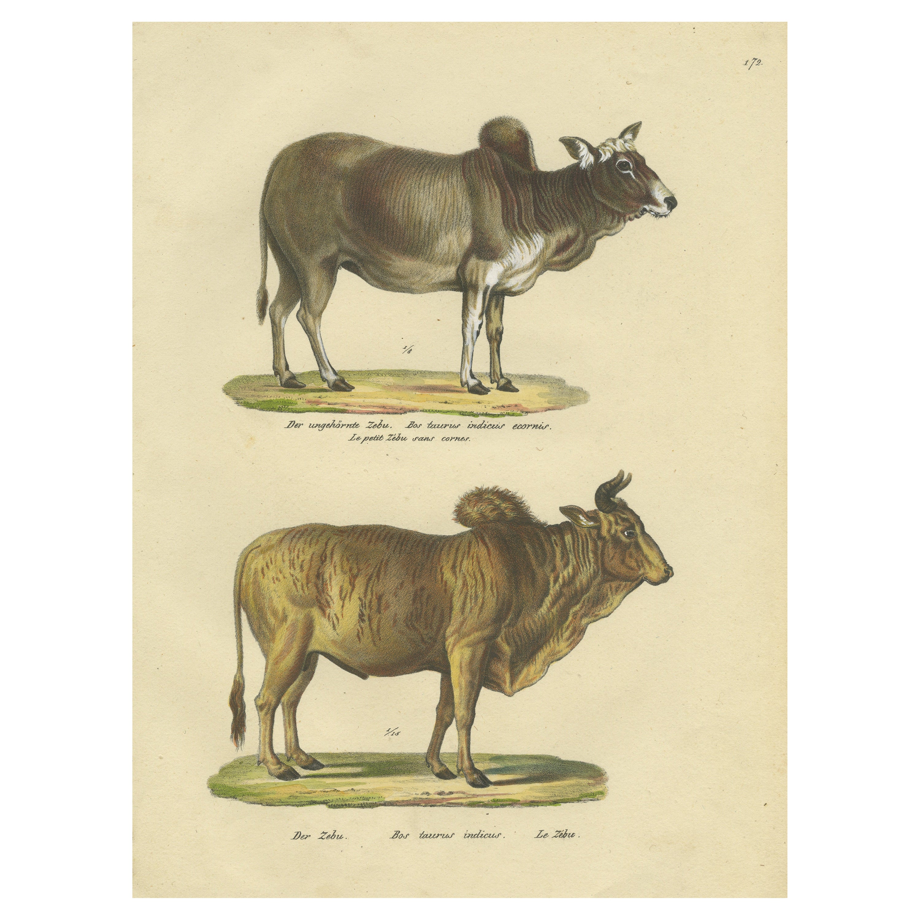 Antique Hand Colored Print of a Zebu and Horned Zebu