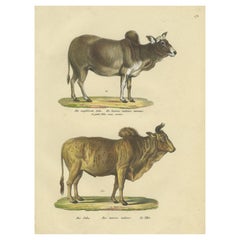 Antique Hand Colored Print of a Zebu and Horned Zebu