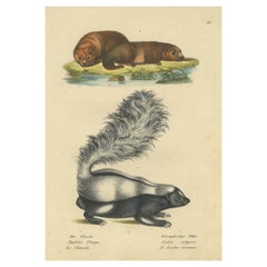 Antique Hand Colored Print of a Skunk and European Otter