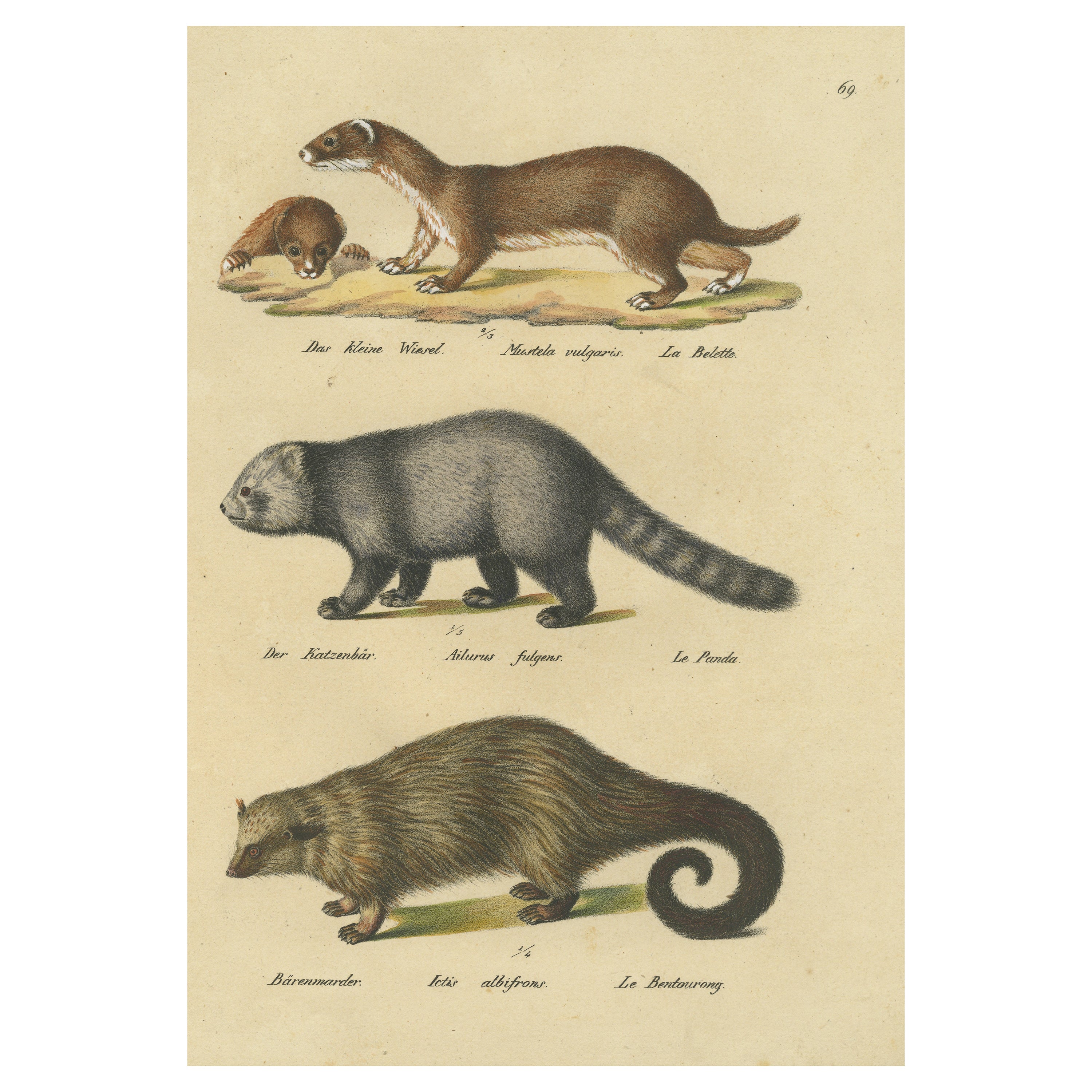 Antique Hand Colored Print of a Weasel, Panda and Wolverine