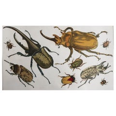 Original Antique Print of Beetles, circa 1850 'Unframed'