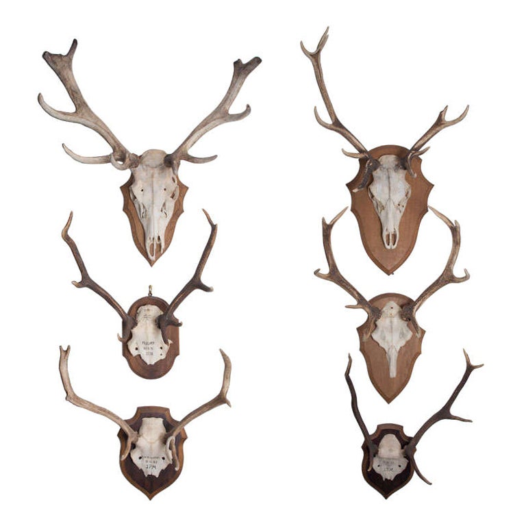 French Hunting Trophies Priced Individually For Sale at 1stDibs