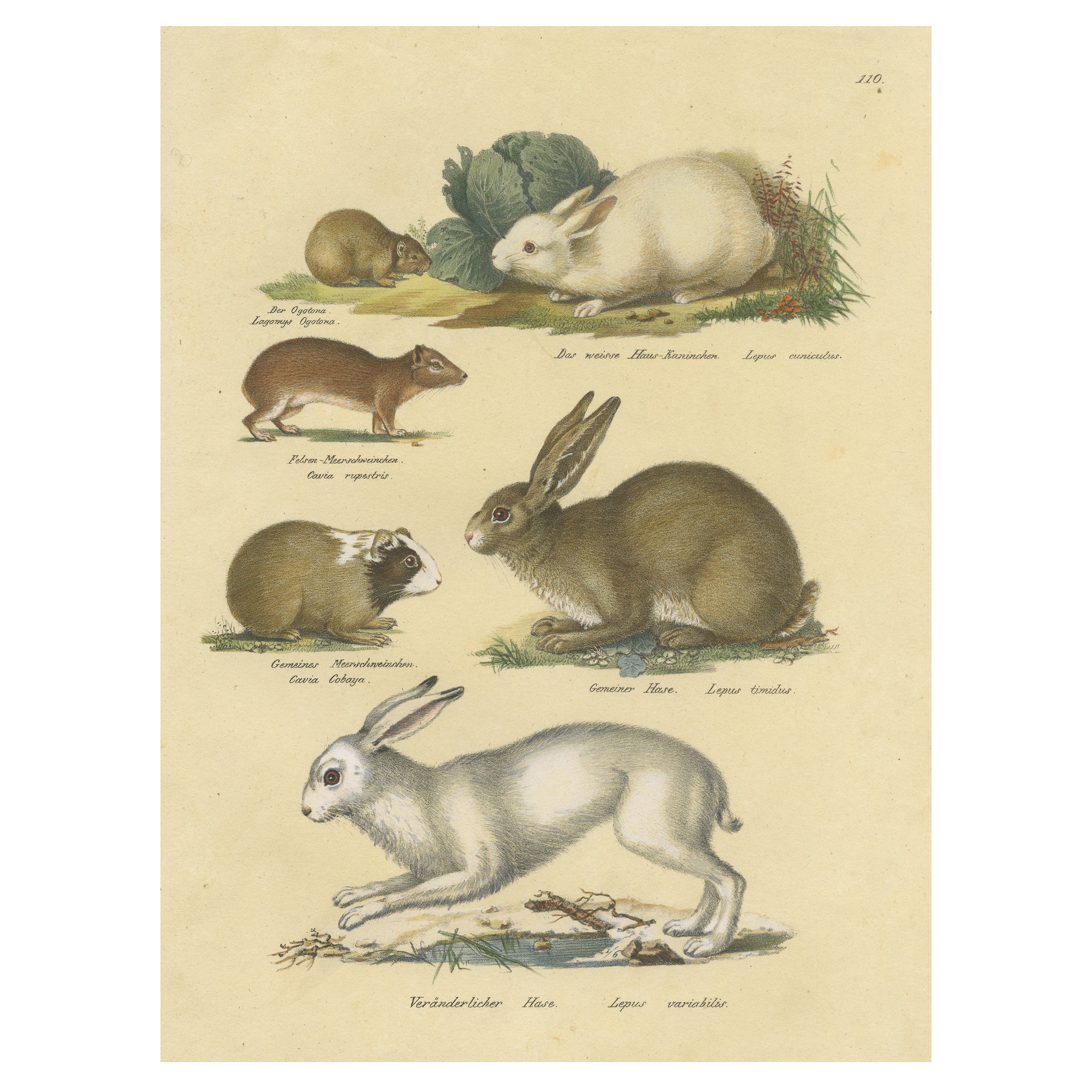 Antiker handkolorierter Druck eines Kaninchens, von Haren, Pika und anderen Rodenten