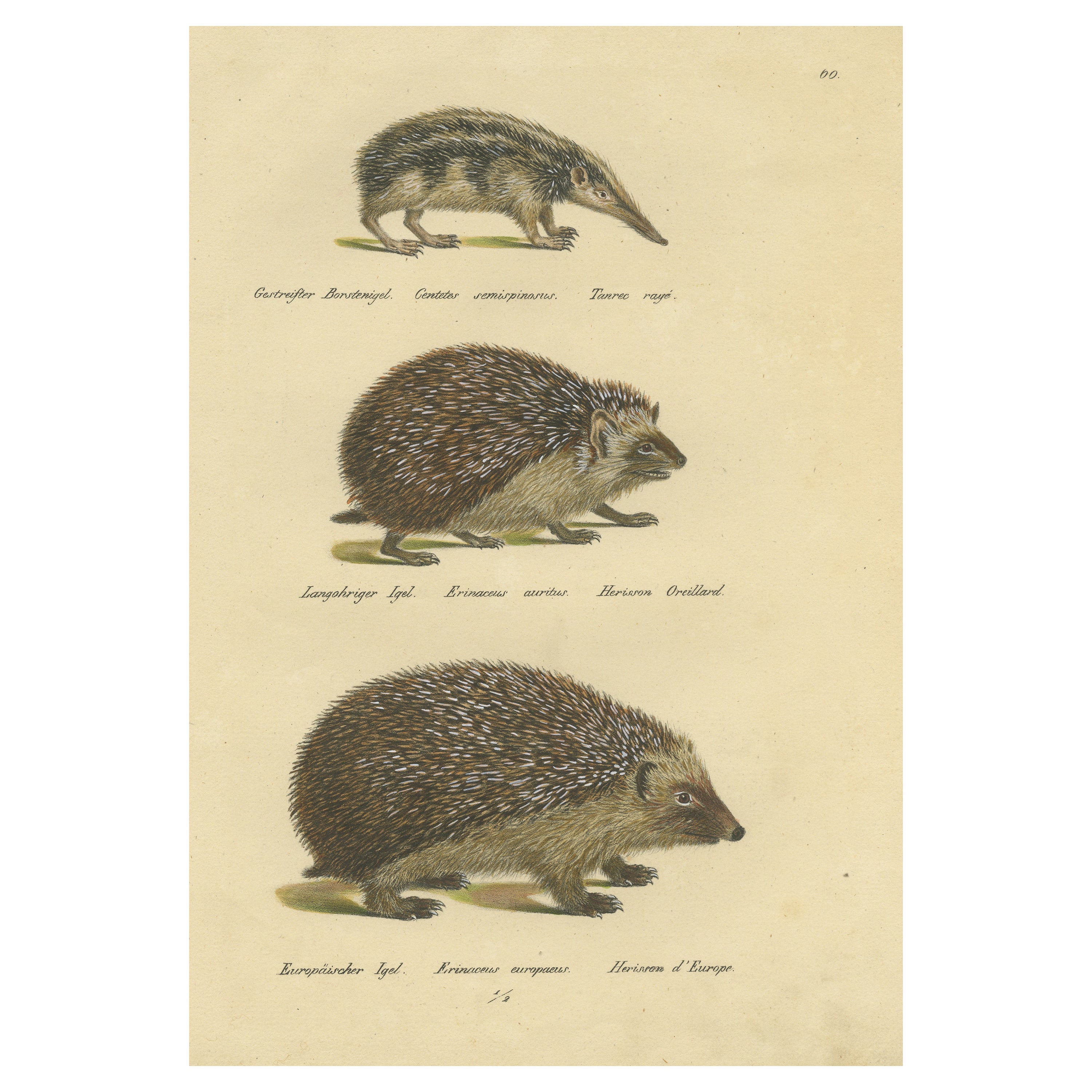 Antique Hand Colored Print of Three Hedgehog Species