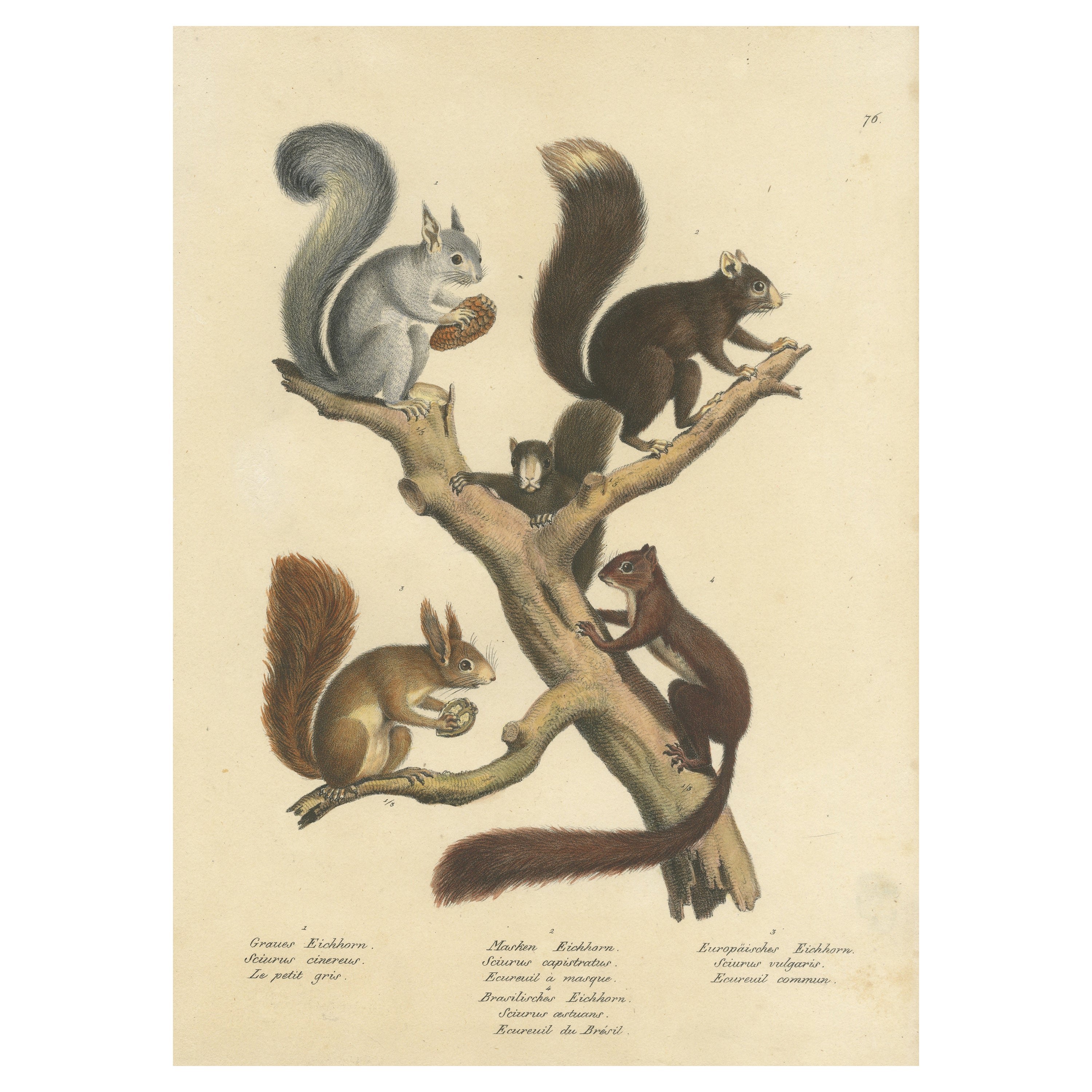 Antique Hand Colored Print of Various Squirrel Species
