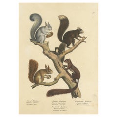 Original Antiker handkolorierter Druck verschiedener Eichhörnchenexemplare