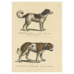 Stampa antica colorata a mano di un cane Terranova e San Bernardo