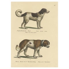 Antique Hand Colored Print of a Newfoundland and St. Bernard Dog