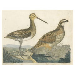 Antique Hand Colored Bird Print of a Snipe and a Quail or Partridge