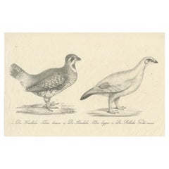 Antique Print of a Hazel Grouse and Lagopus Grouse