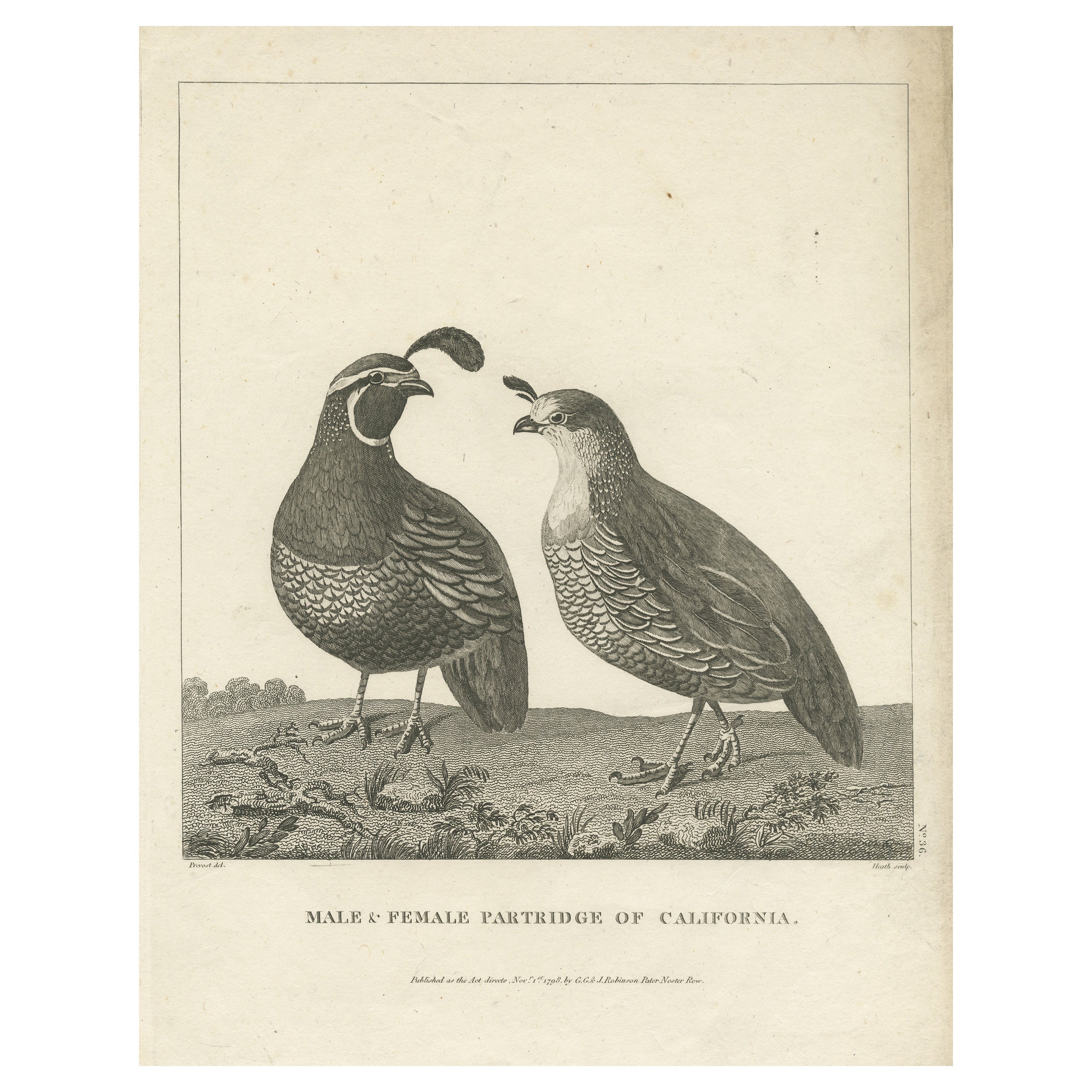 Antique Print of a Male and Female Partridge of California For Sale