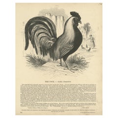 Original Antique Print of the Cock, or Gallus Domesticus