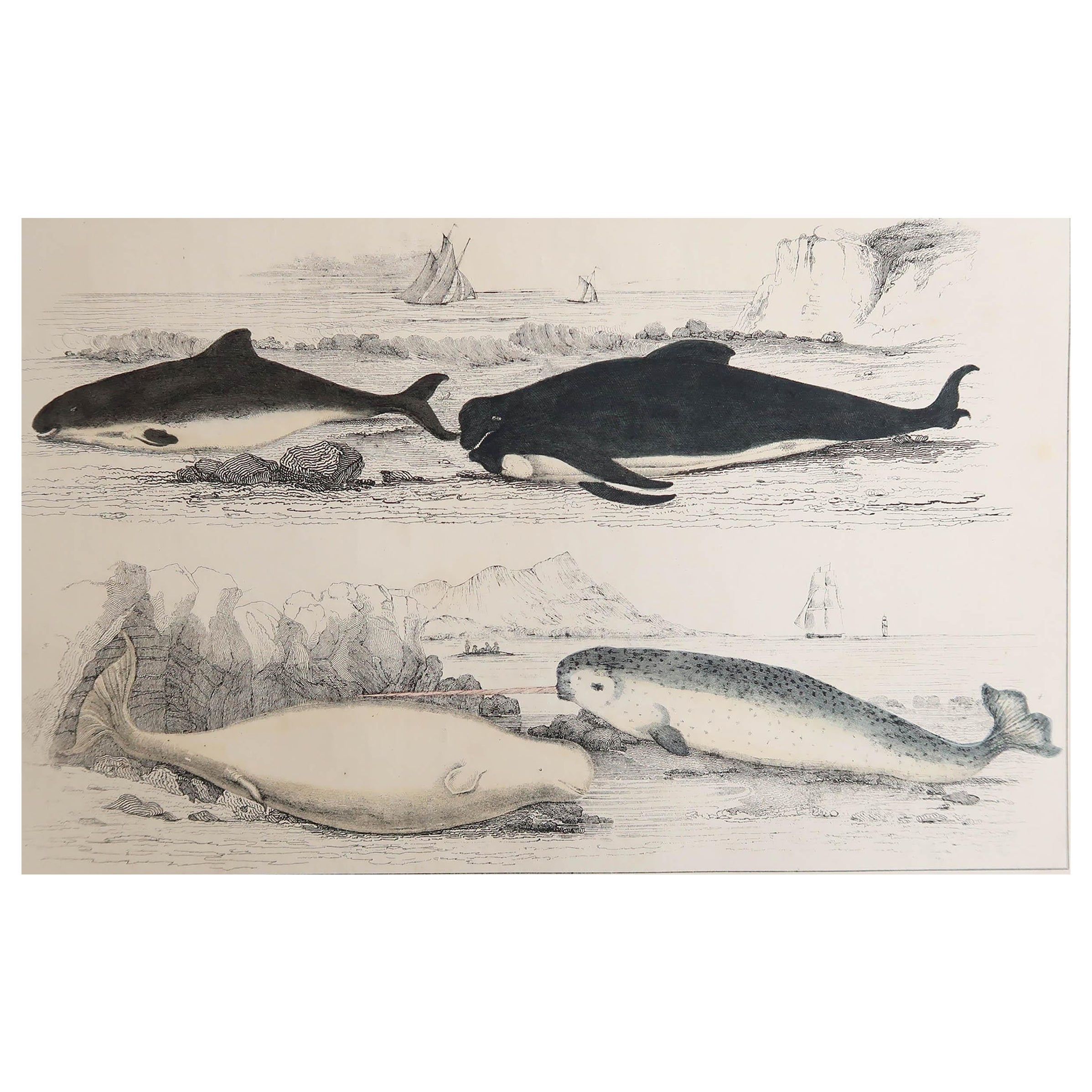 Original Antique Print of Dolphins, 1847 'Unframed'