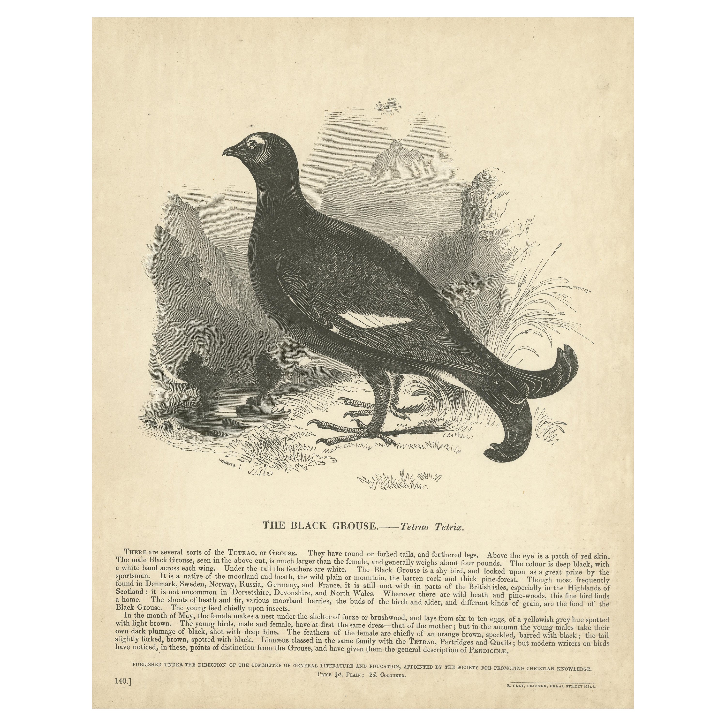 Original Antique Print of the Black Grouse For Sale