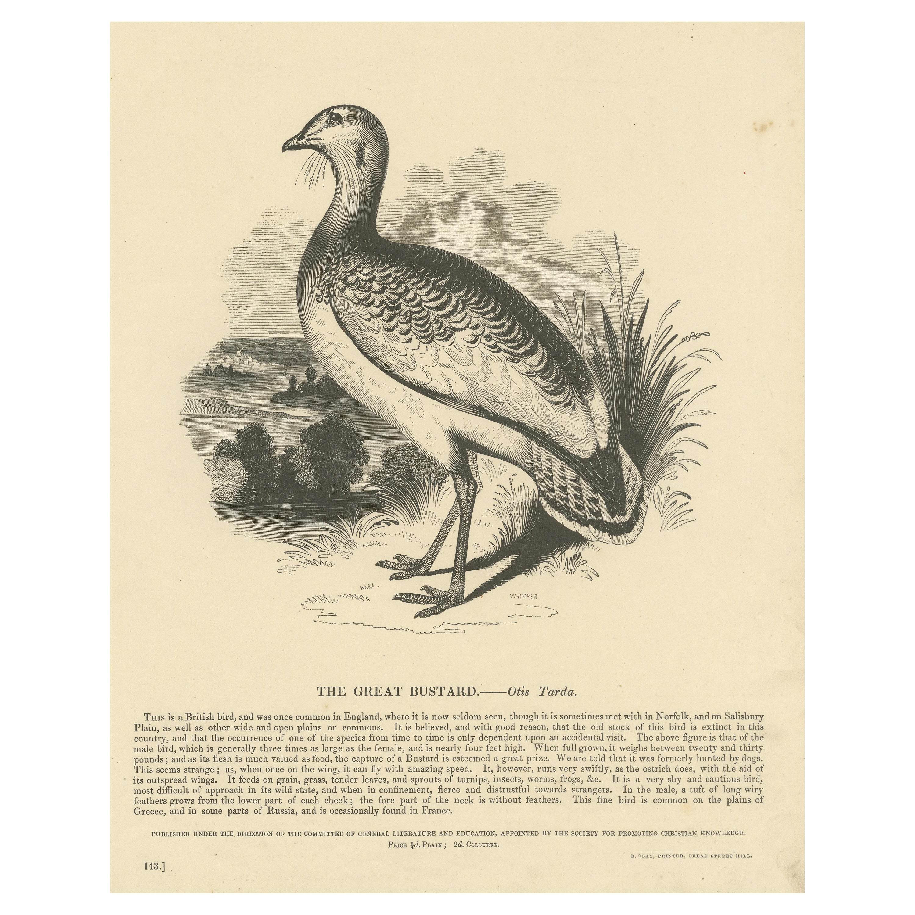 Original Antique Print of the Great Bustard