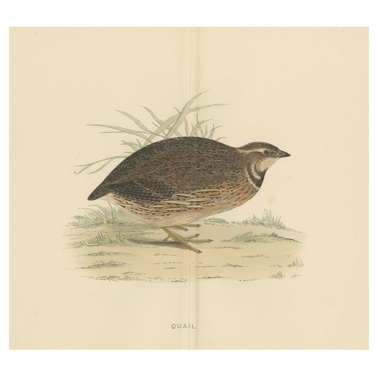Original Antique Print of a Quail (with centre fold) For Sale at 1stDibs