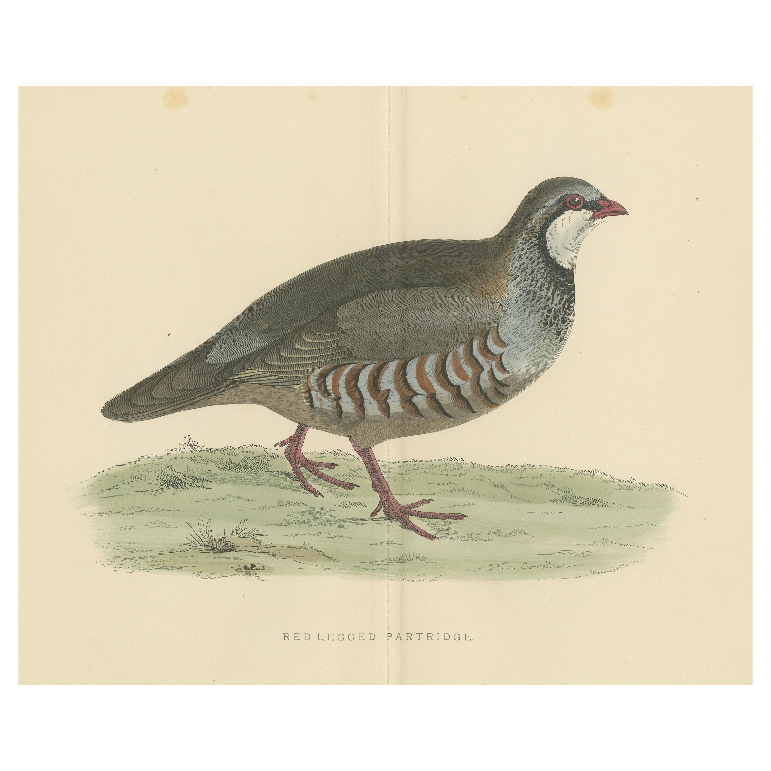 Original Antique Print of a Red-Legged Partridge 'with Centre Fold' For Sale