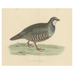 Original Antique Print of a Red-Legged Partridge 'with Centre Fold'