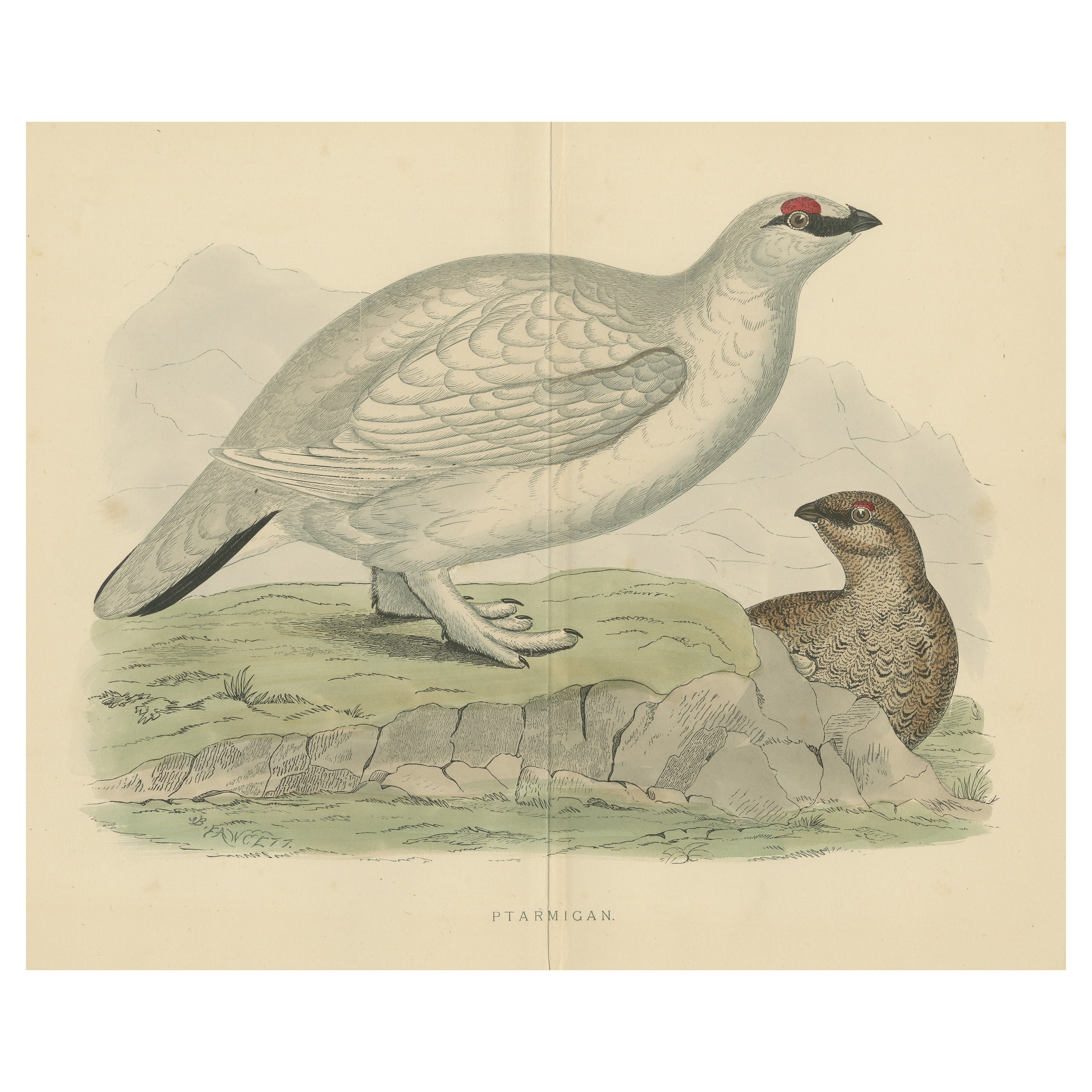 Original Antique Print of a Ptarmigan 'with centre fold'