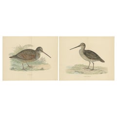 Set of 2 Antique Prints of a Woodcock and Great Snipe, 'with Centre Fold'