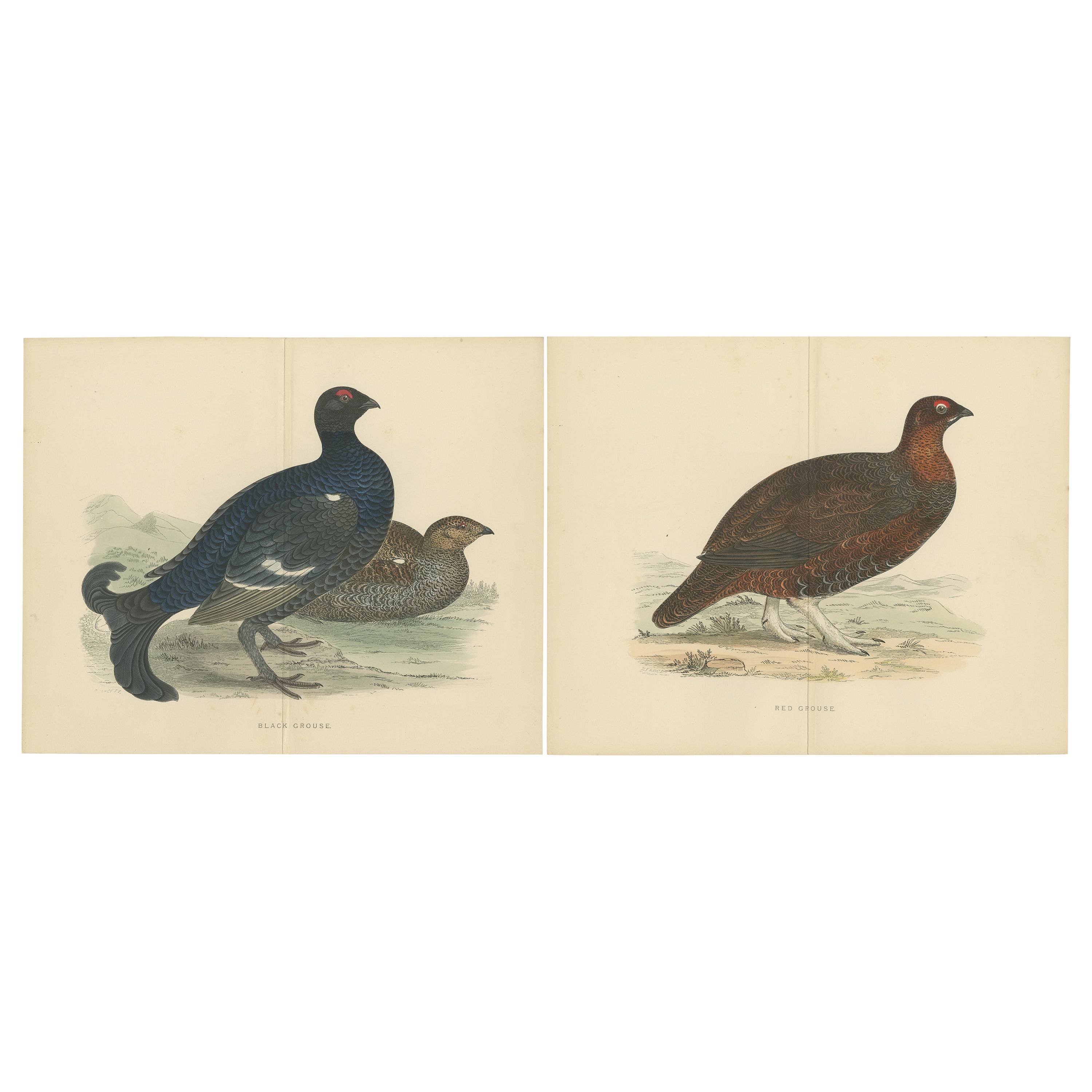 Set of 2 Antique Prints of a Black Grouse and Red Grouse 'with Centre Fold' For Sale