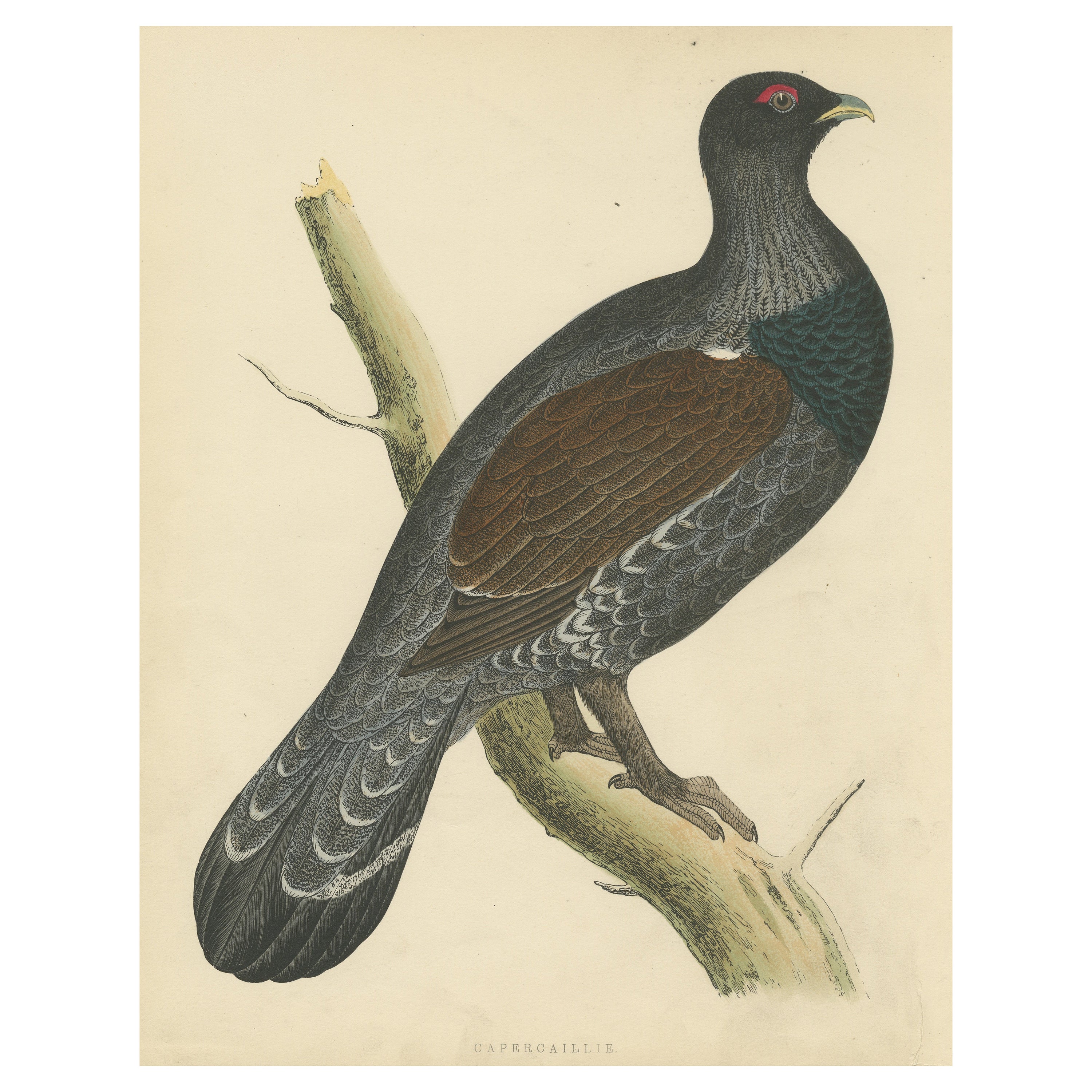 Original Antique Bird Print of a Capercaillie For Sale