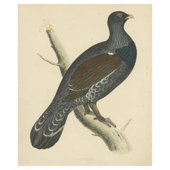 Grabado original antiguo de un pájaro urogallo