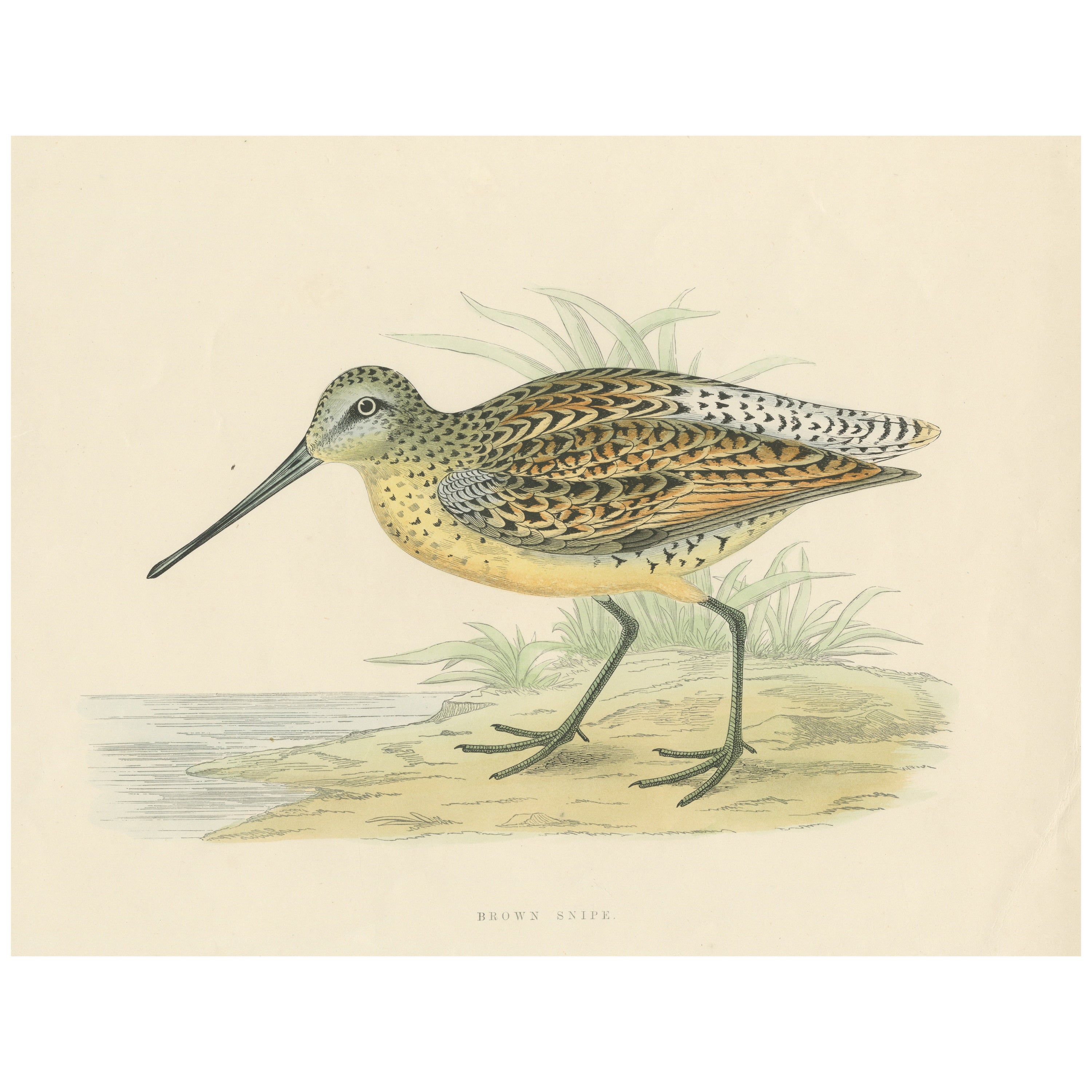 Original Antique Bird Print of a Brown Snipe
