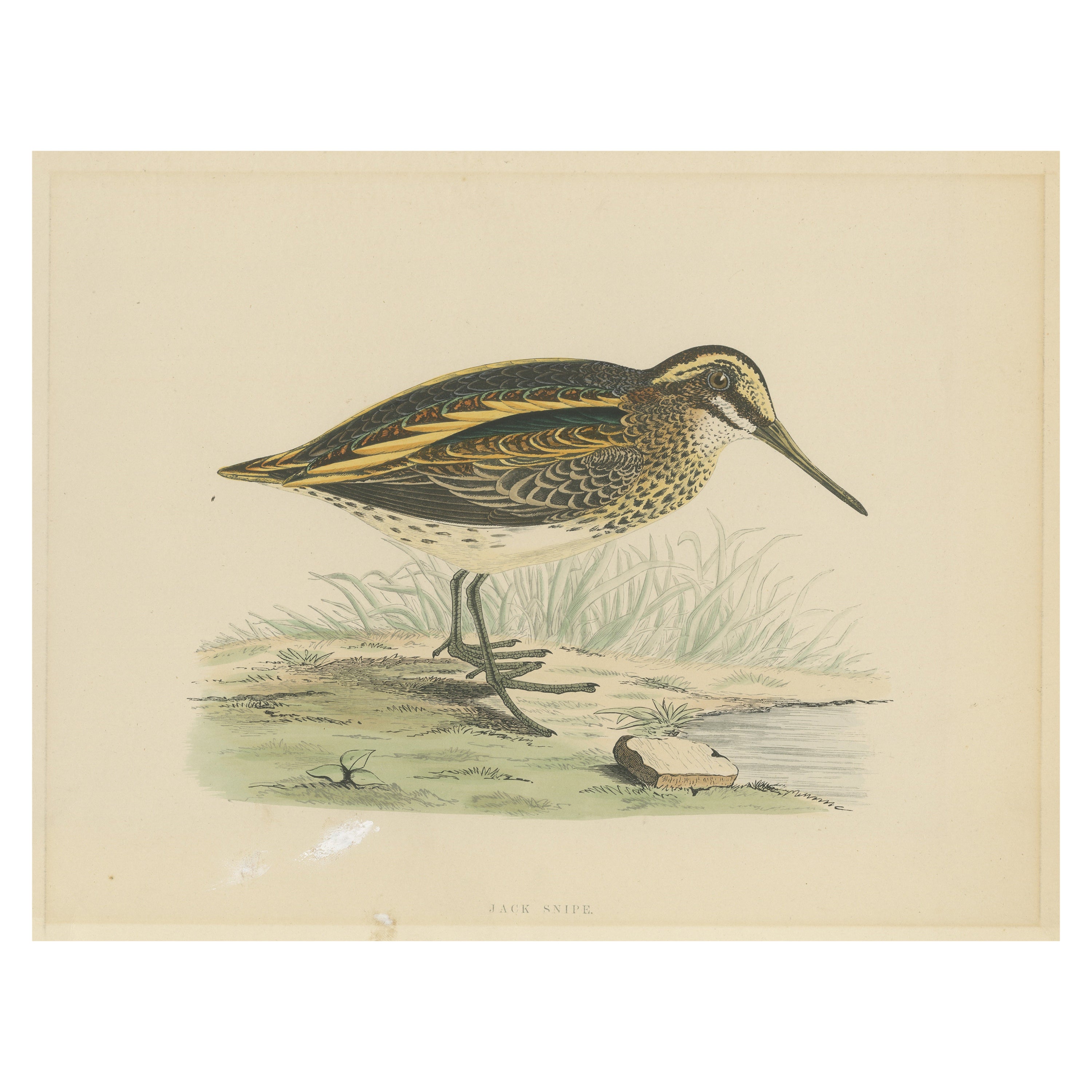 Original Antique Bird Print of a Jack Snipe