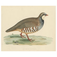 Original Antique Bird Print of a Red-Legged Partridge