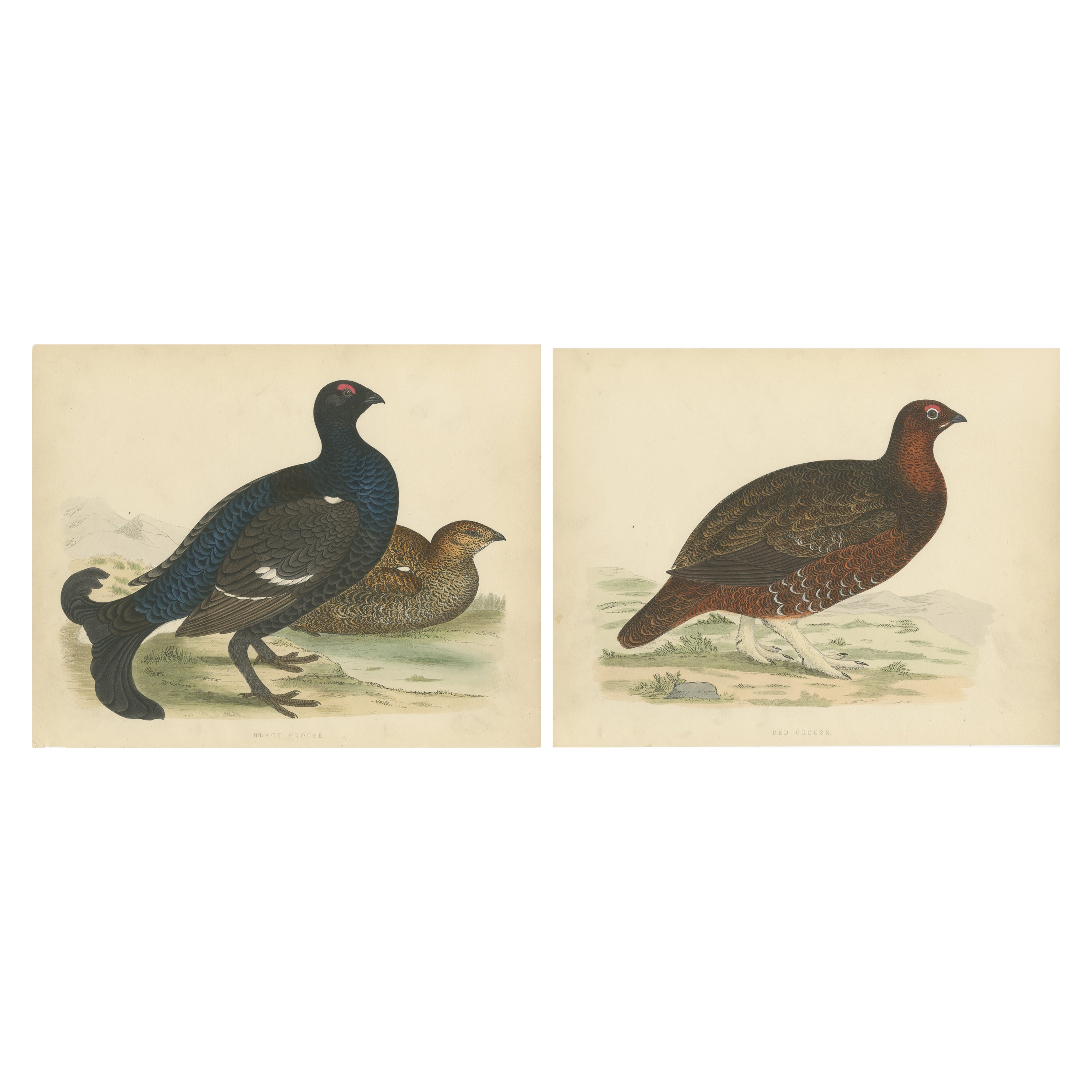 Set of 2 Antique Prints of a Black Grouse and Red Grouse For Sale