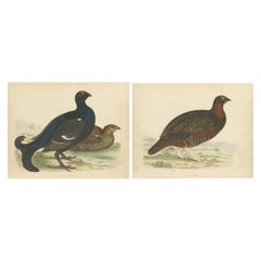 Set of 2 Antique Prints of a Black Grouse and Red Grouse