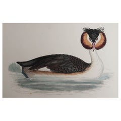 Original Antique Print of a Great Crested Grebe, circa 1880, 'Unframed'