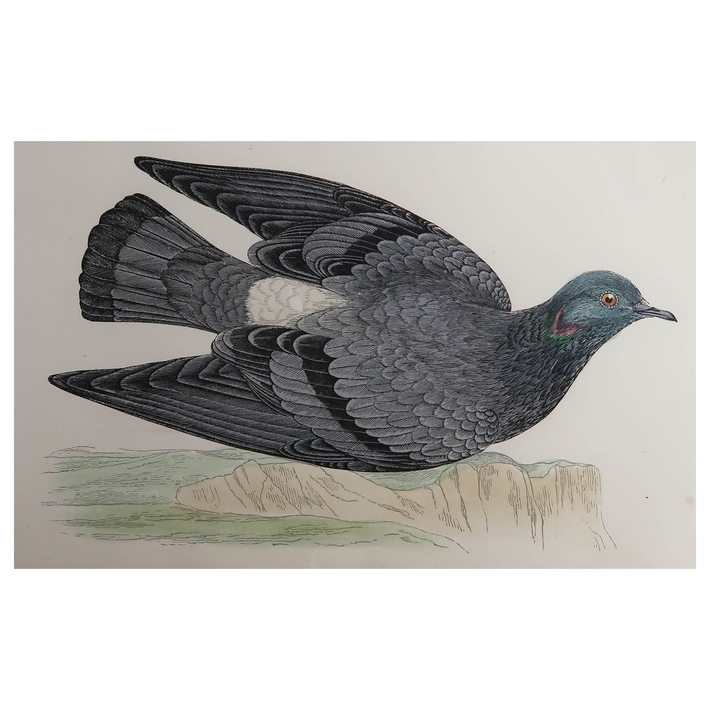 Original Antique Print of a Rock Dove, circa 1880, 'Unframed'