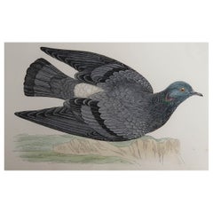 Impression ancienne originale d'une colombe de roche, vers 1880, « Non encadrée »