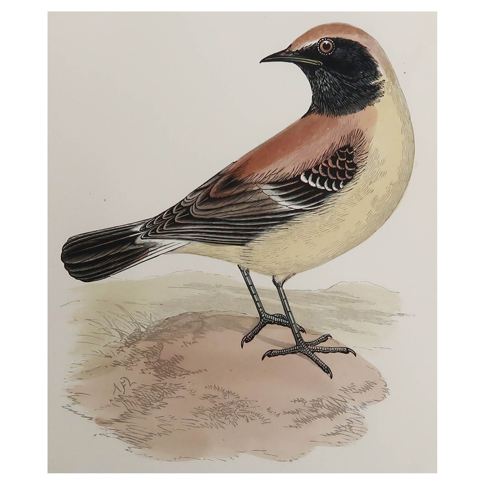 Original Antique Print of a Desert Wheatear, circa 1880, 'Unframed' For Sale